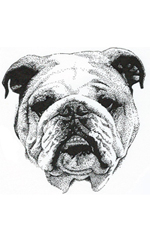 bulldog